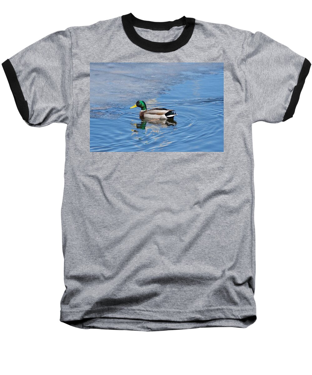Duck Baseball T-Shirt featuring the photograph Male Mallard Duck by Michael Peychich