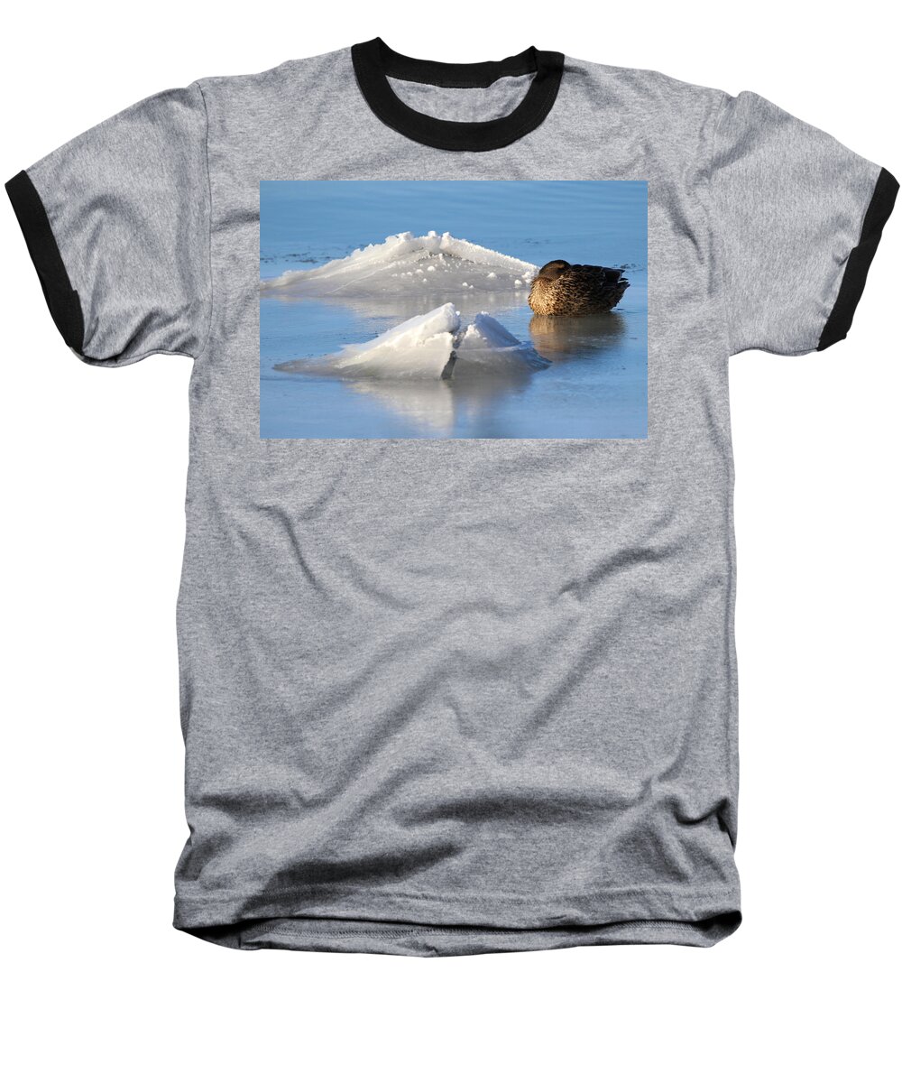 Mallard Duck Baseball T-Shirt featuring the photograph Mallard Duck Mount Sinai New York by Bob Savage