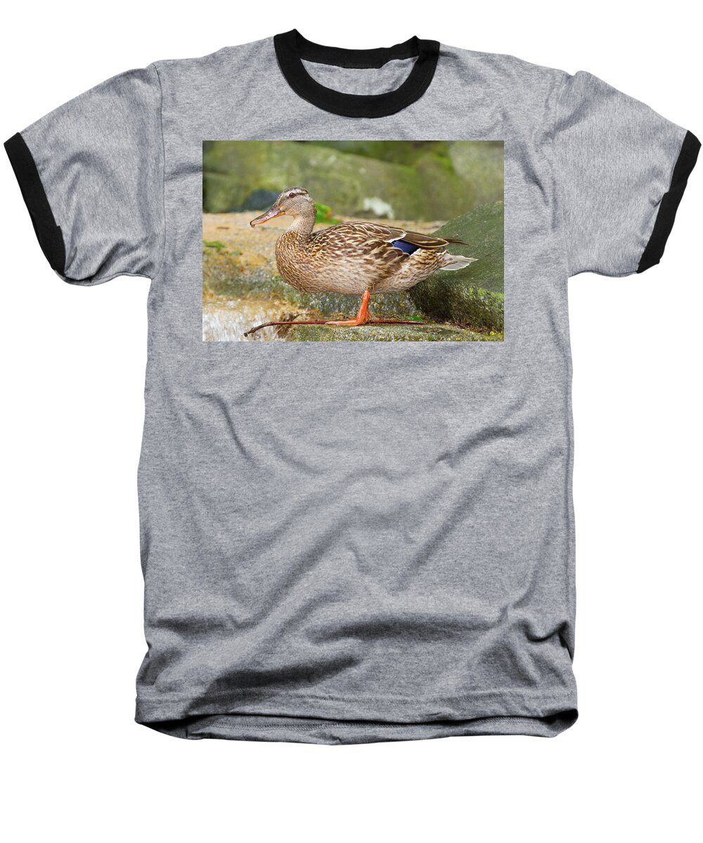 Anas Platyrhynchos Baseball T-Shirt featuring the photograph Mallard Duck by SR Green