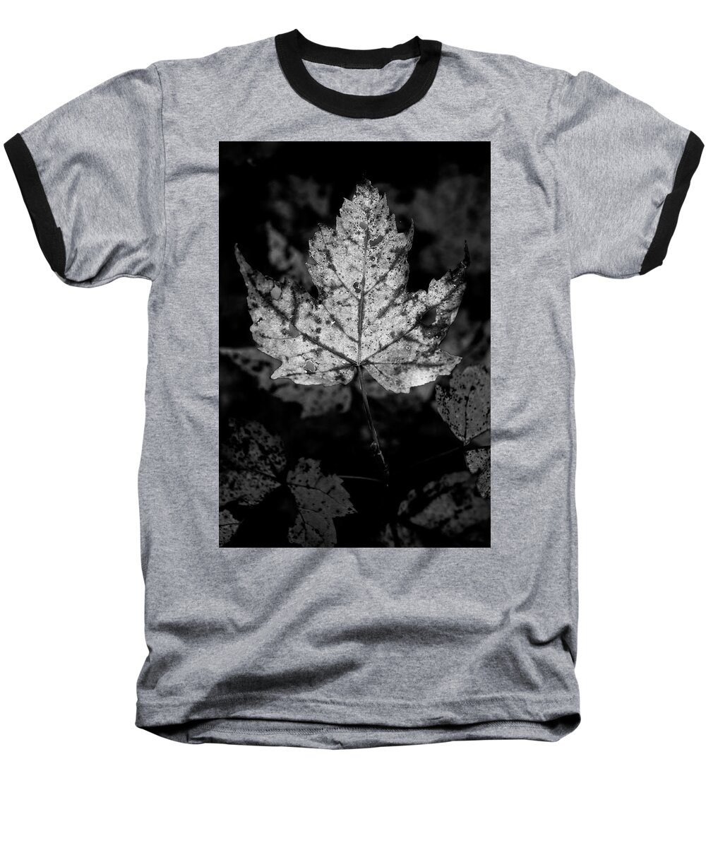 Maple Leaf Baseball T-Shirt featuring the photograph Maple Leaf In Black and White by Greg and Chrystal Mimbs