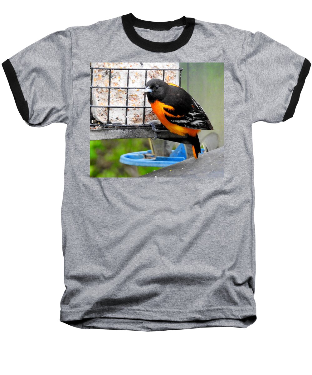 Baltimore Oriole Baseball T-Shirt featuring the photograph May Visitor by Betty-Anne McDonald