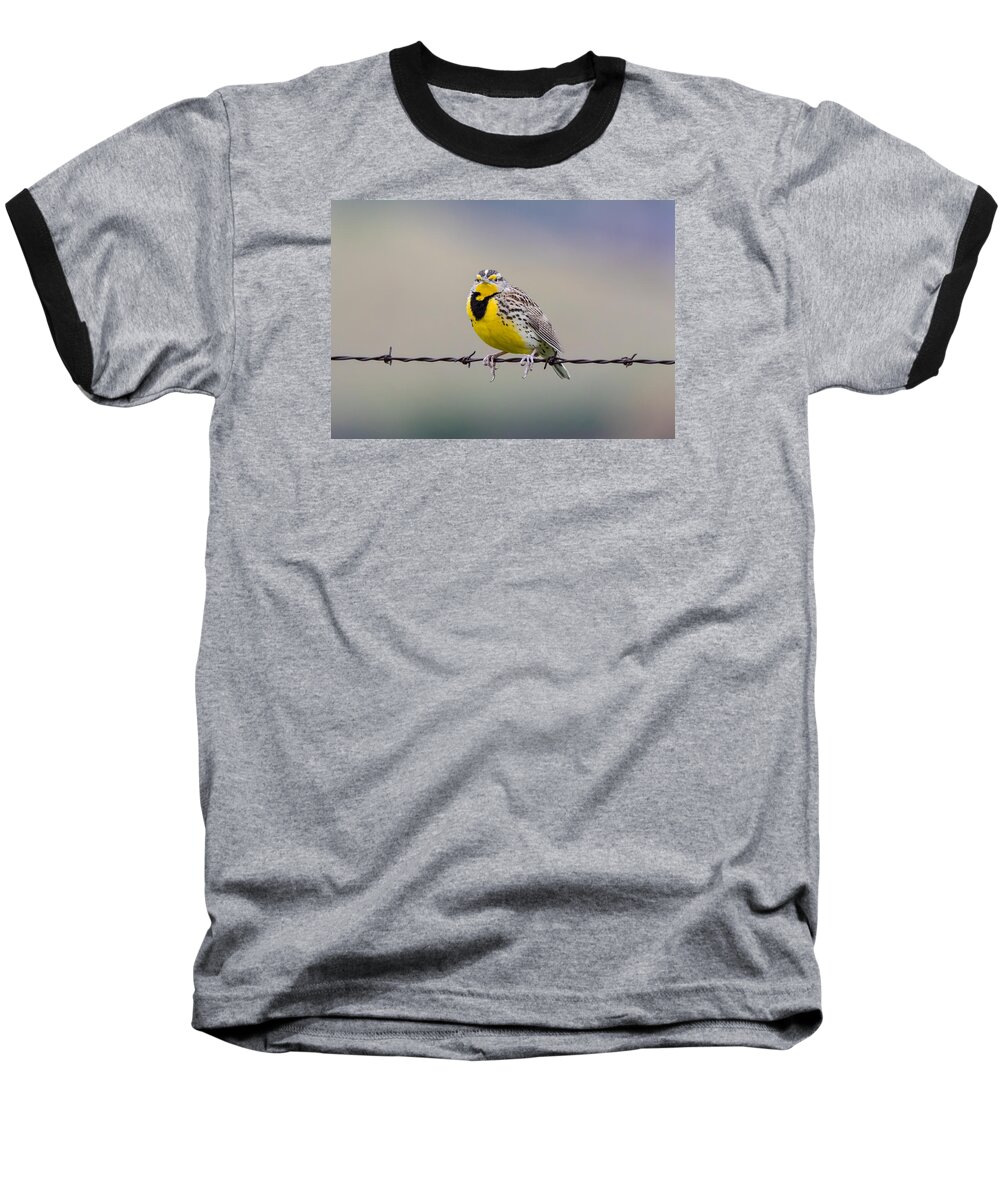 California Baseball T-Shirt featuring the photograph Meadowlark Stare by Marc Crumpler
