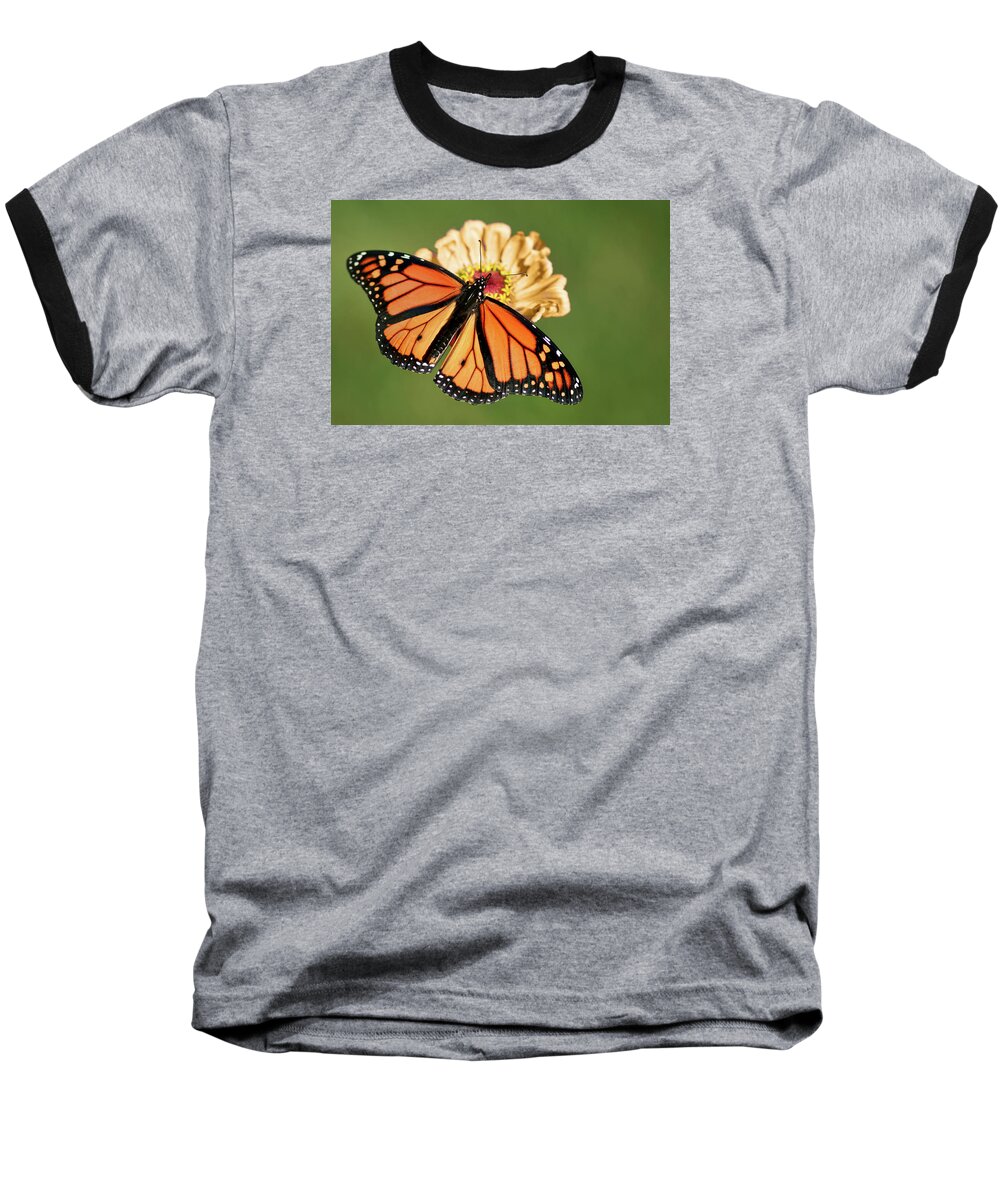 Butterfly Baseball T-Shirt featuring the photograph Migrant Worker by Nikolyn McDonald