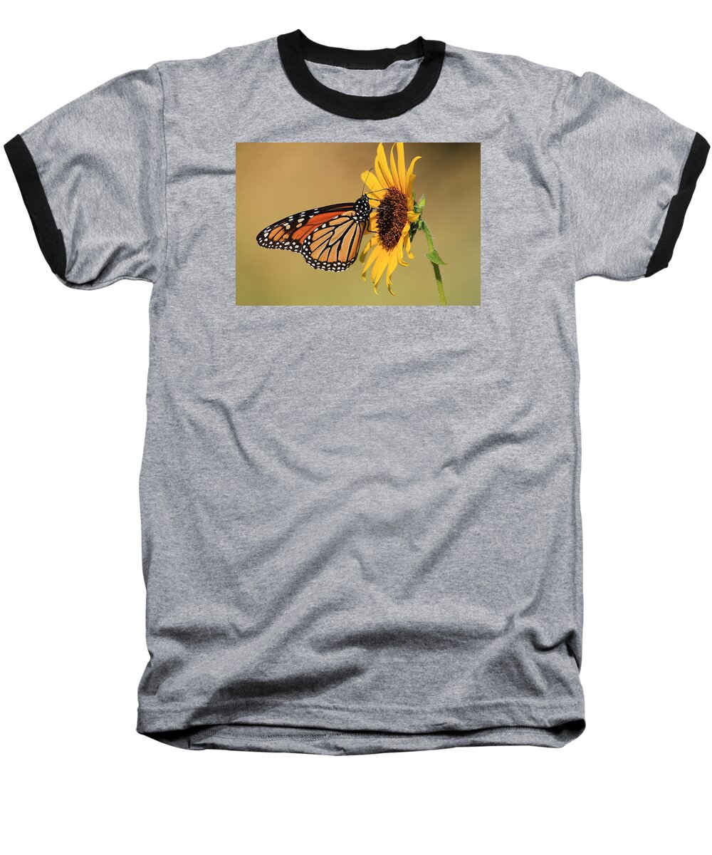 Nature Baseball T-Shirt featuring the photograph Monarch Butterfly on Sun Flower by Sheila Brown