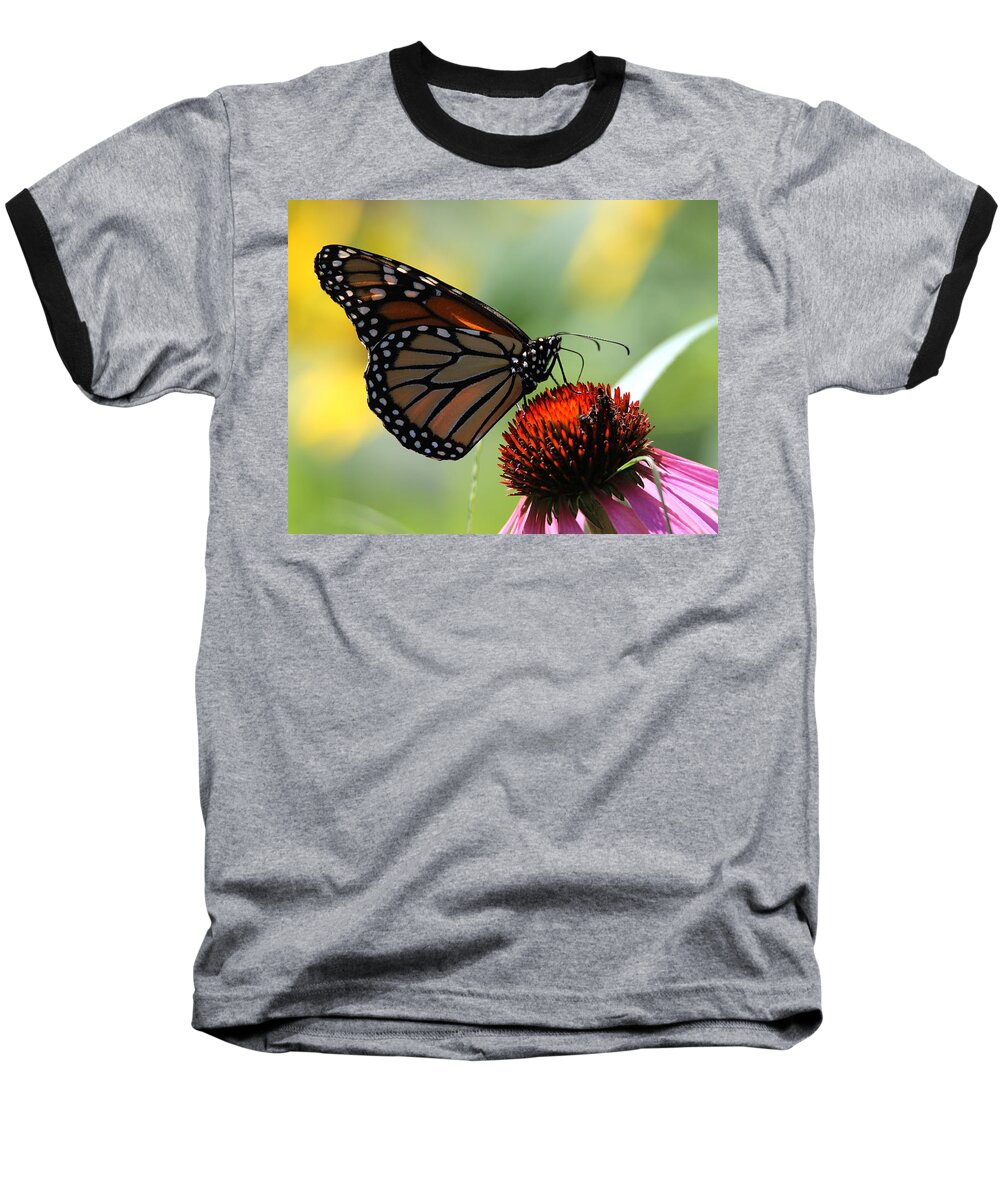 Monarch Butterfly Baseball T-Shirt featuring the photograph Monarch Butterfly Stony Brook New York by Bob Savage