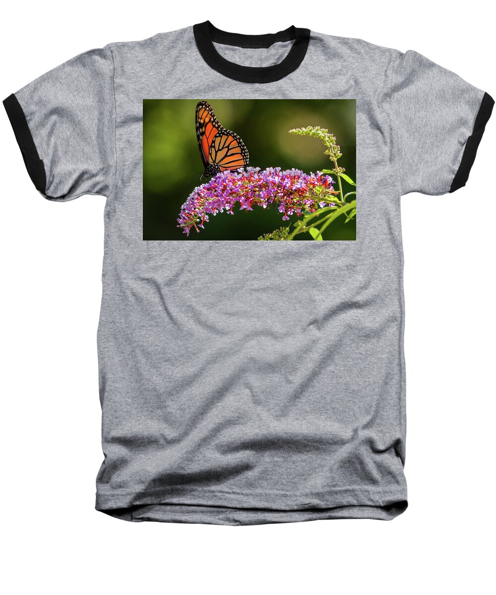 Butterfly Baseball T-Shirt featuring the photograph Monarch by Craig Szymanski