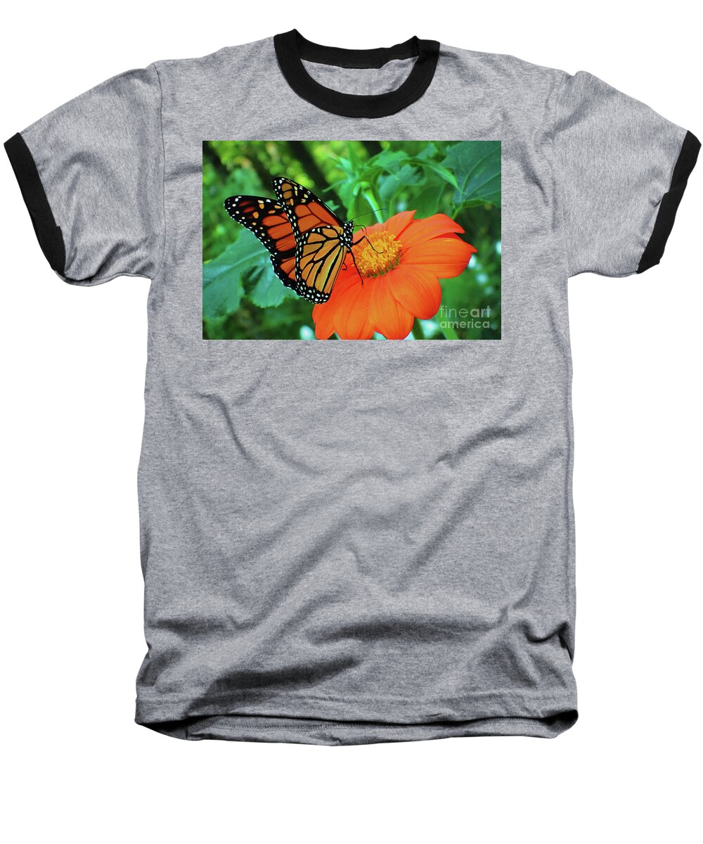 Monarch Baseball T-Shirt featuring the photograph Monarch on Mexican Sunflower by Nicole Angell