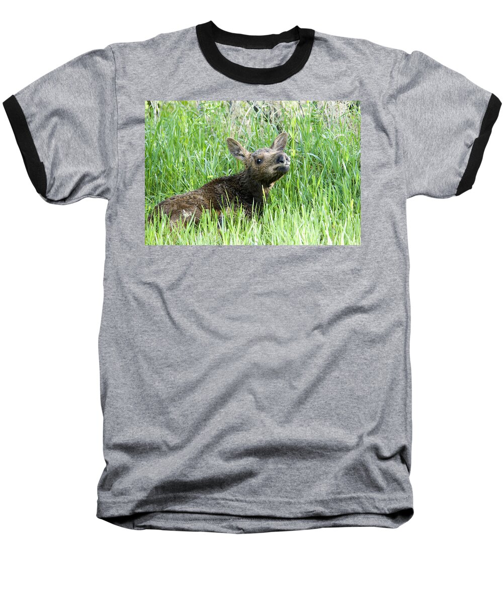 Moose Baseball T-Shirt featuring the photograph Moose Baby by Gary Beeler