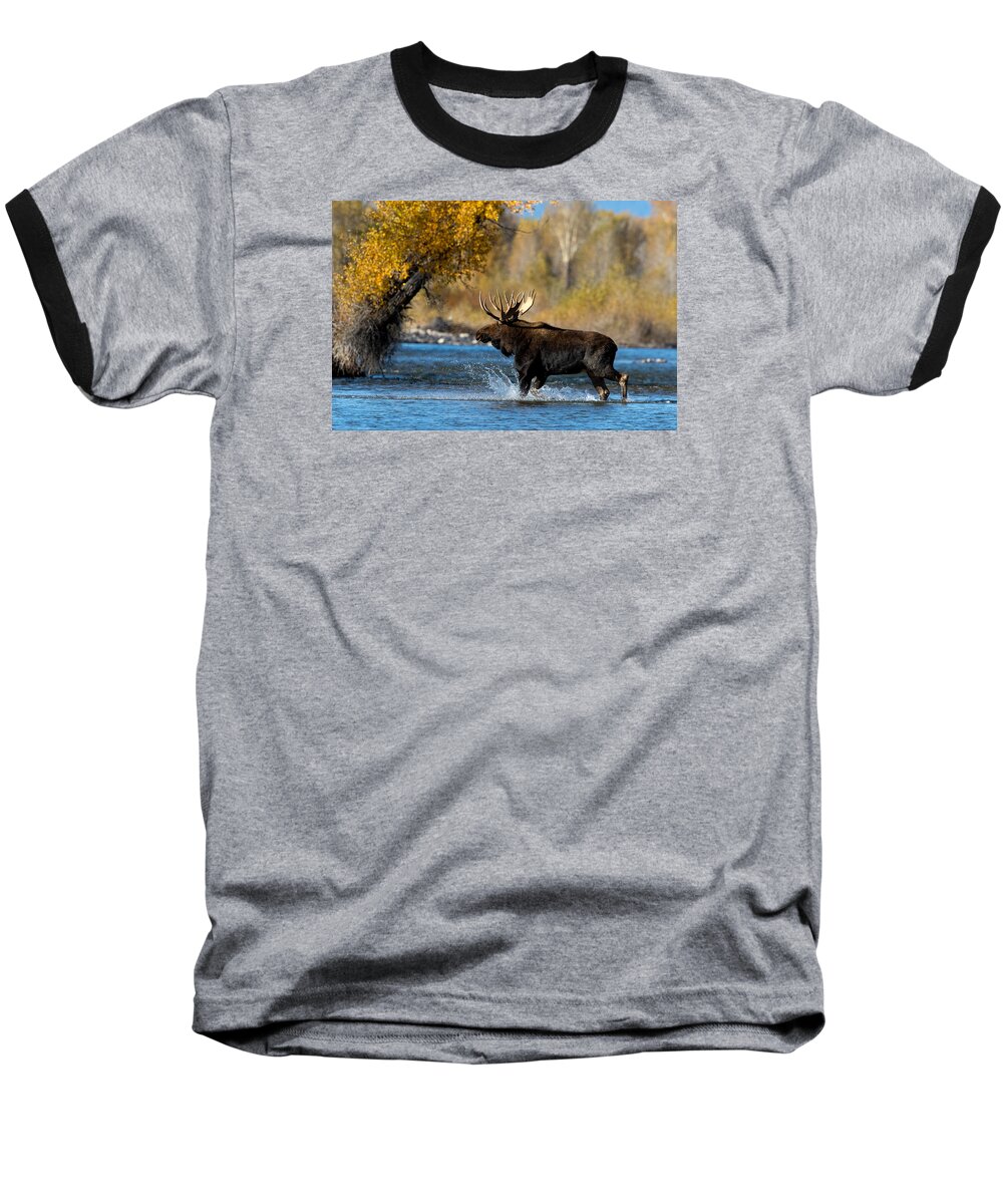 Moose Baseball T-Shirt featuring the photograph Moose Crossing by Shari Sommerfeld