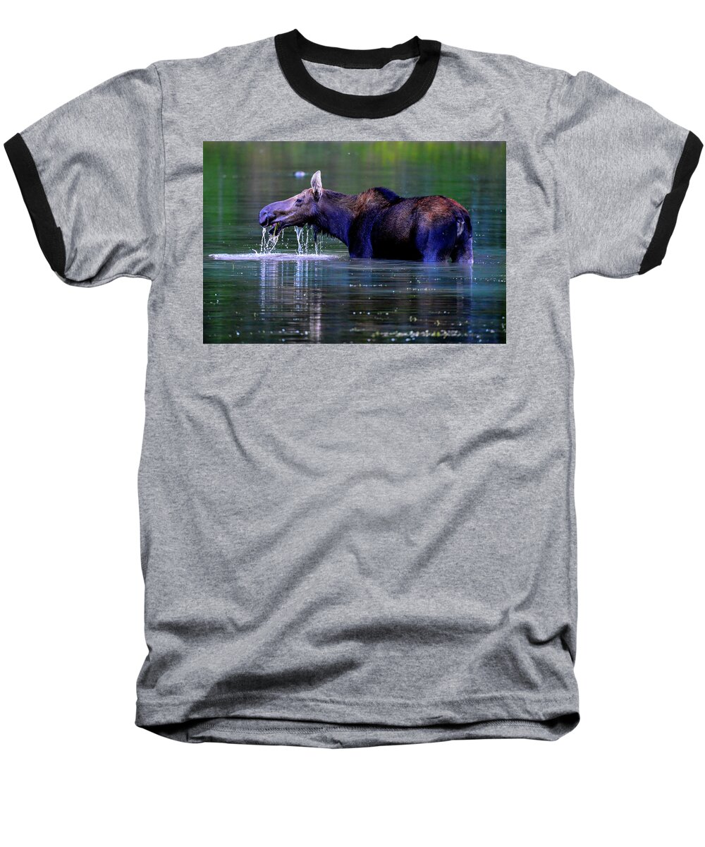 Montana Baseball T-Shirt featuring the photograph Moose in Swiftcurrent Lake, Glacier National Park by Marilyn Burton