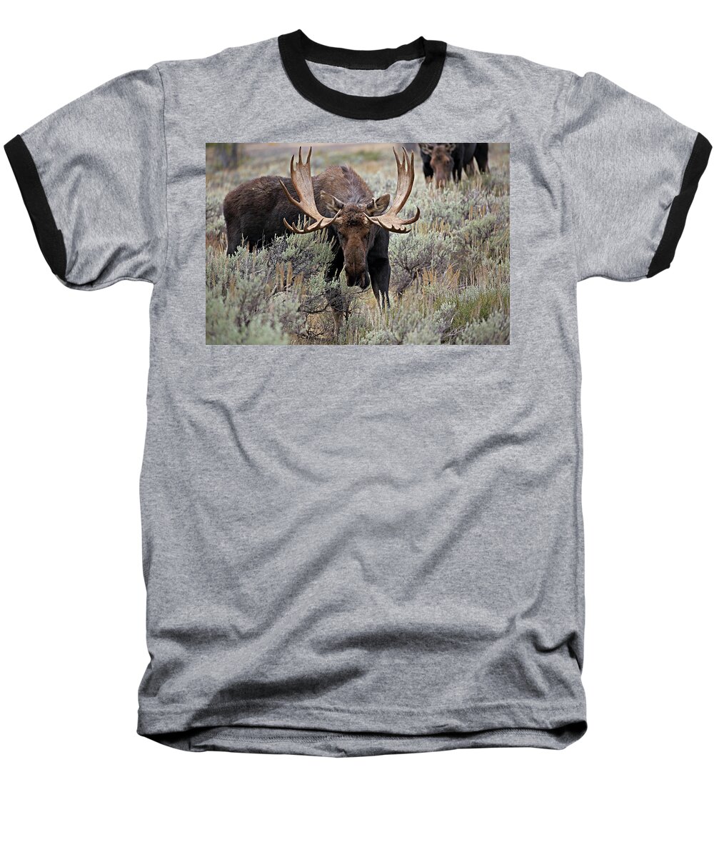 Moose Baseball T-Shirt featuring the photograph Moose in the Sage by Jean Clark
