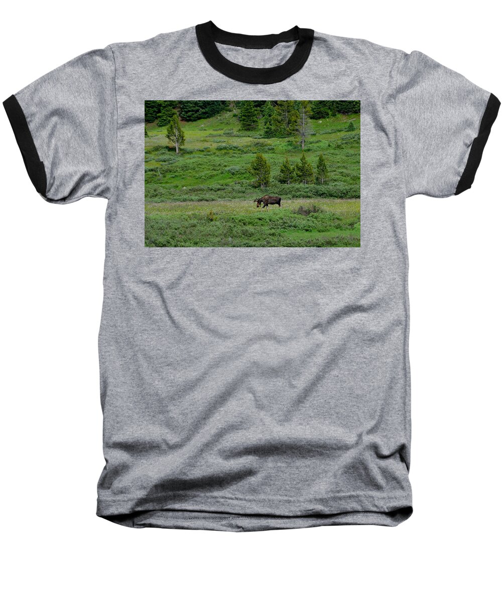 Moose Baseball T-Shirt featuring the photograph Moose on the Loose by Tranquil Light Photography