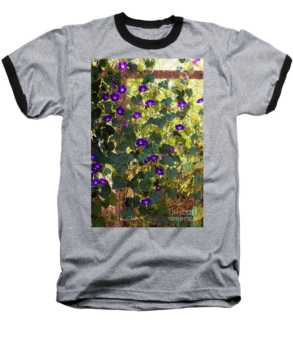 Purple Baseball T-Shirt featuring the photograph Morning Glories by Margie Hurwich