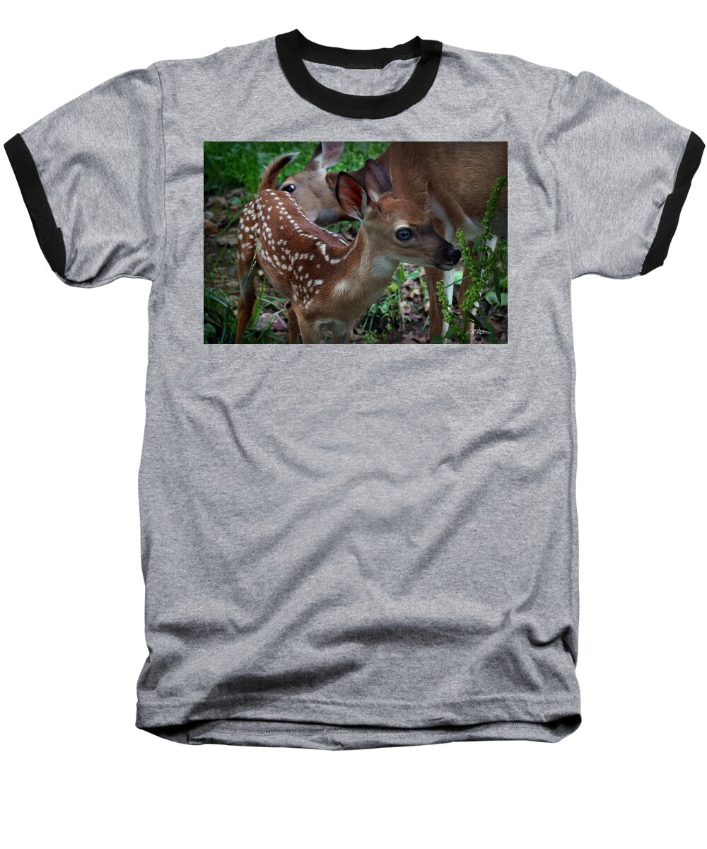 Deer Baseball T-Shirt featuring the photograph Mother's Care by Bill Stephens