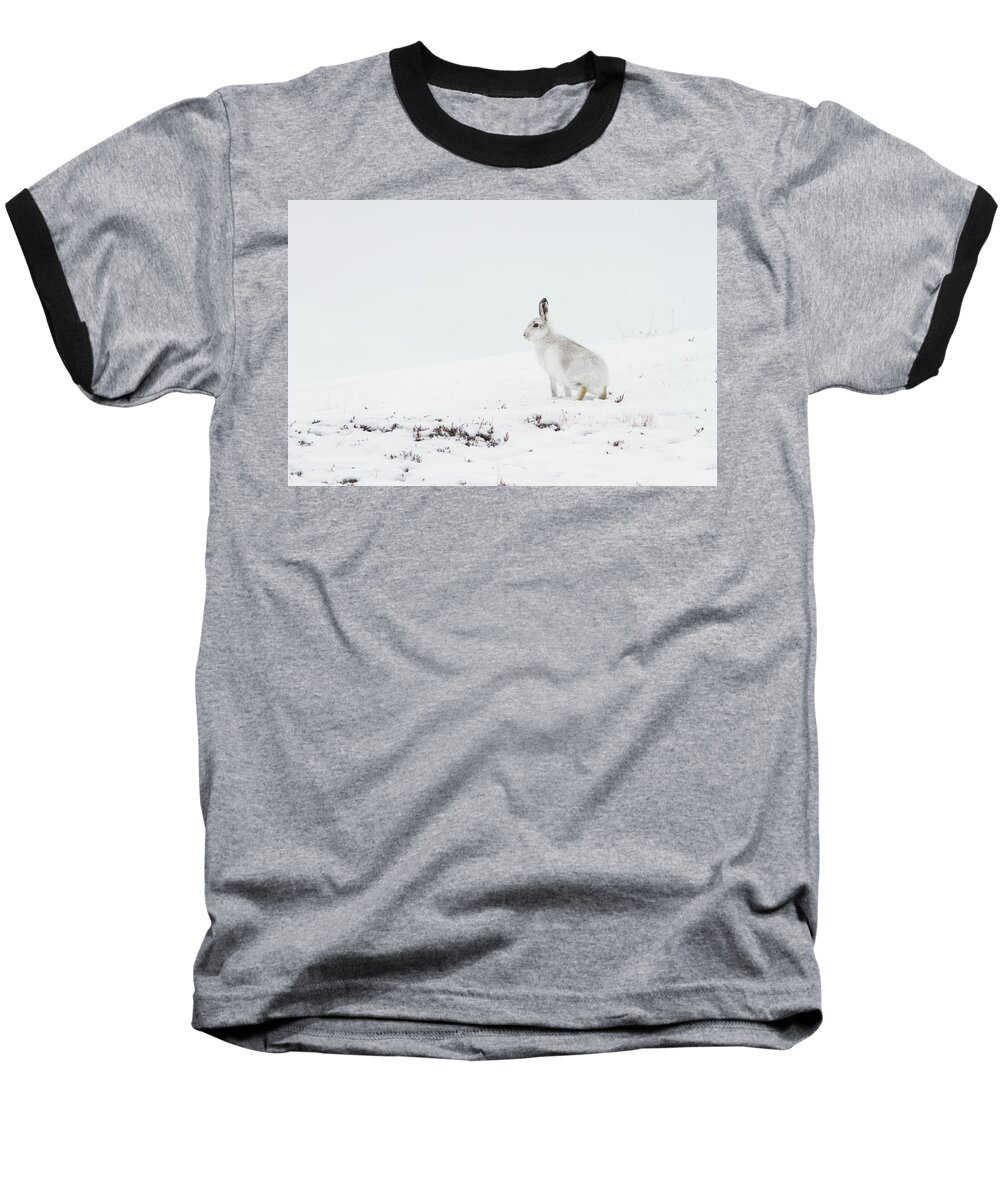 Mountain Baseball T-Shirt featuring the photograph Mountain Hare Side On by Pete Walkden