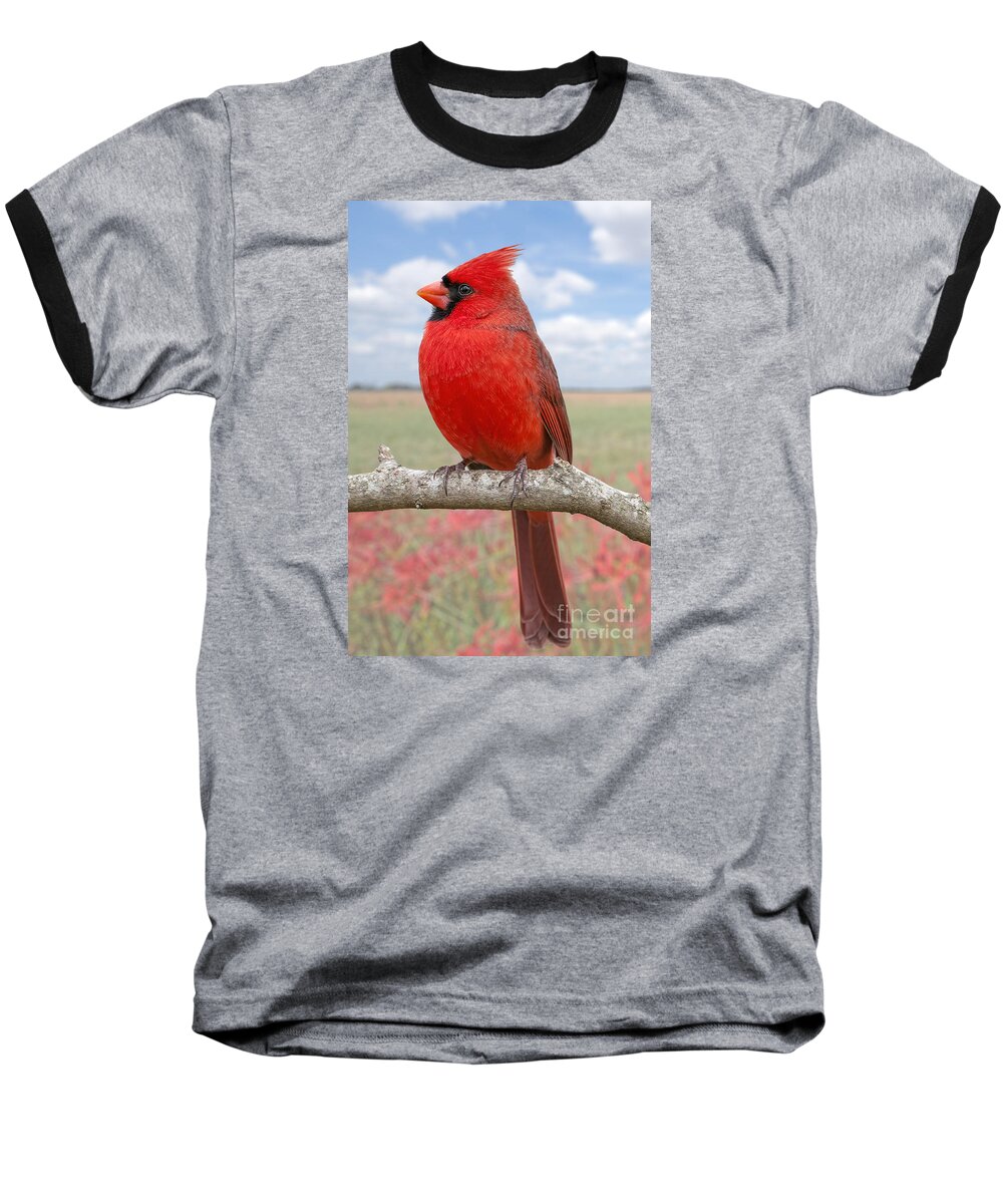 Northern Cardinal Male Baseball T-Shirt featuring the photograph Mr. Cheerful by Bonnie Barry