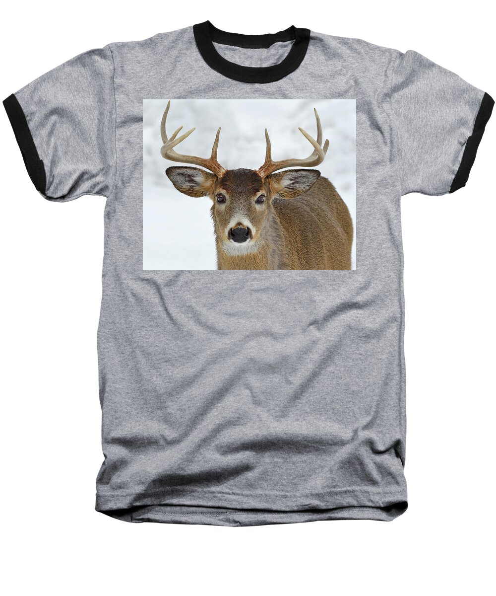 White-tailed Deer Baseball T-Shirt featuring the photograph Mug Shot by Tony Beck