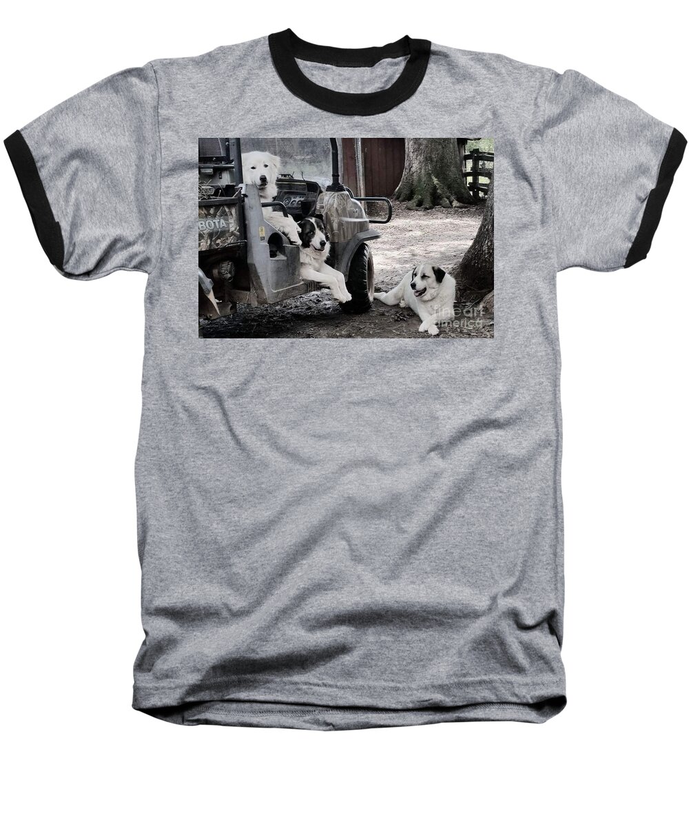 Dogs Baseball T-Shirt featuring the photograph My Helpers by Rabiah Seminole