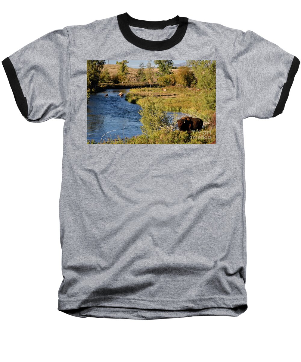 National Bison Range Baseball T-Shirt featuring the photograph National Bison Range by Cindy Murphy - NightVisions