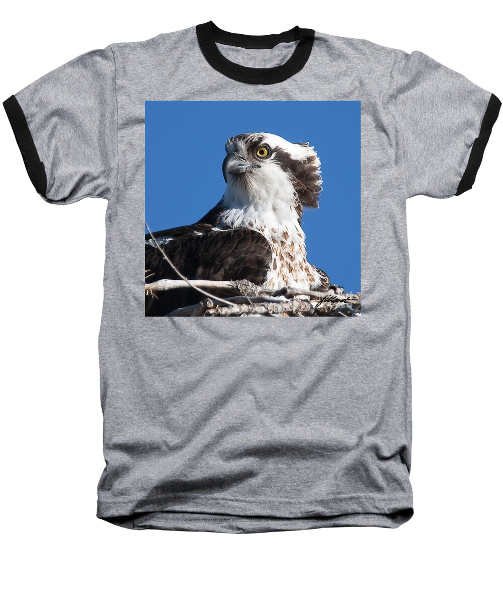 Osprey Baseball T-Shirt featuring the photograph Nesting Osprey by Bon and Jim Fillpot