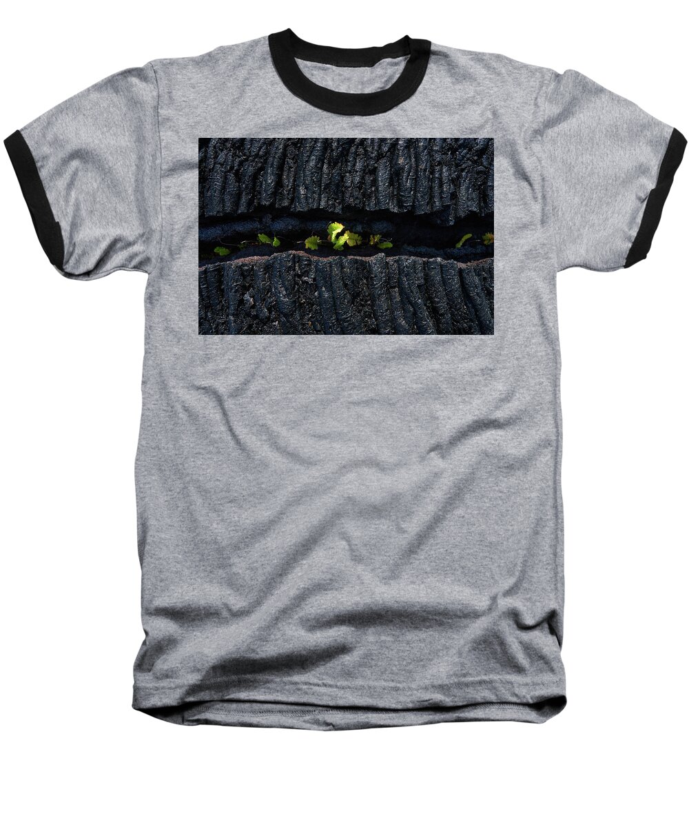 Fern Baseball T-Shirt featuring the photograph New Growth by Christopher Johnson
