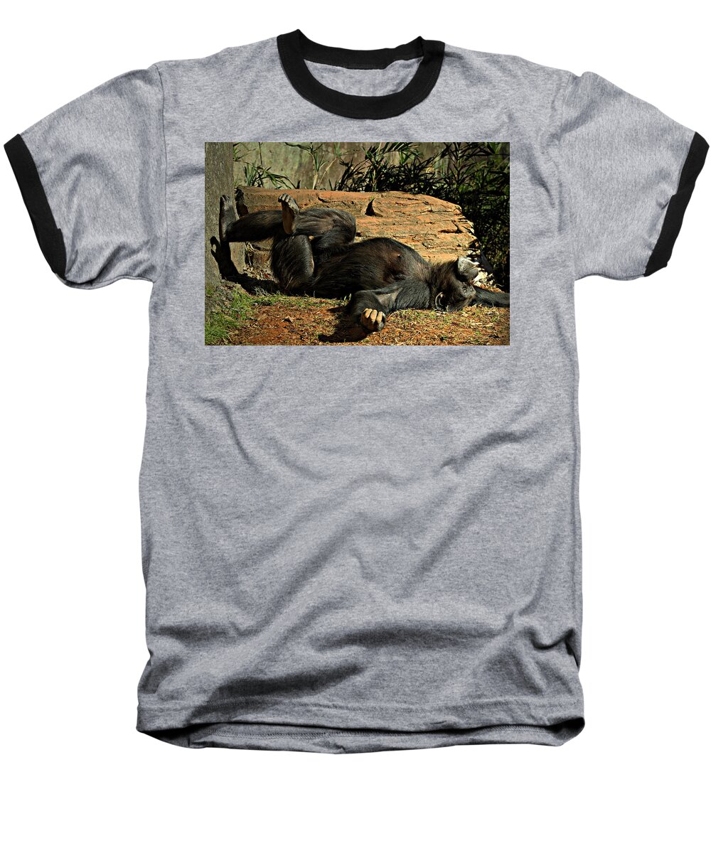 Chimpanzee Baseball T-Shirt featuring the photograph No Worries by Jessica Brawley