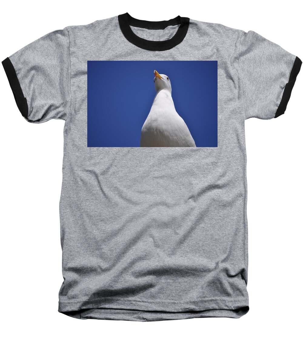 Seagull Baseball T-Shirt featuring the photograph Noble by Bridgette Gomes