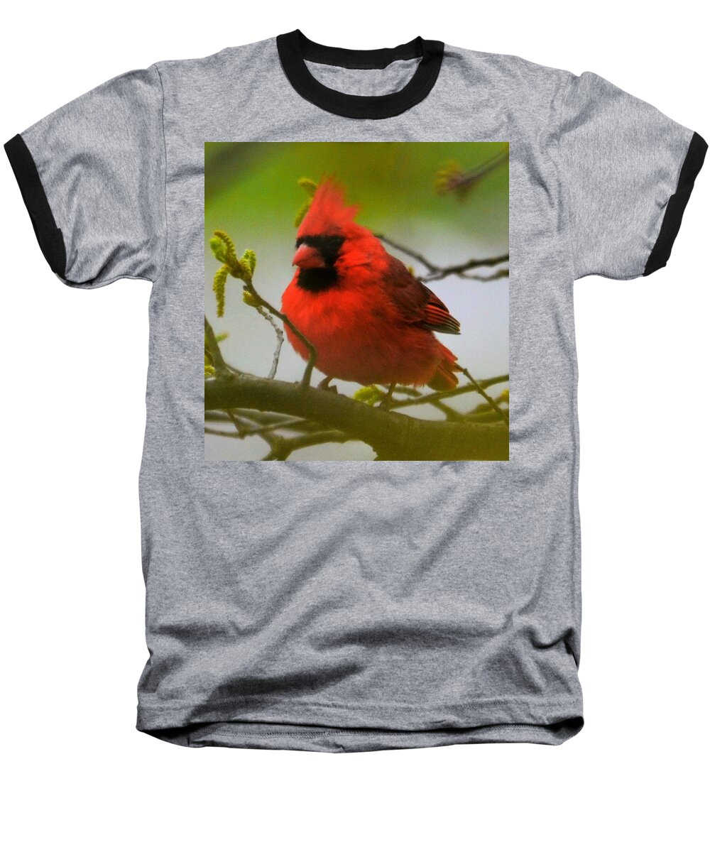  Baseball T-Shirt featuring the photograph North Carolina Cardinal by Chuck Brown