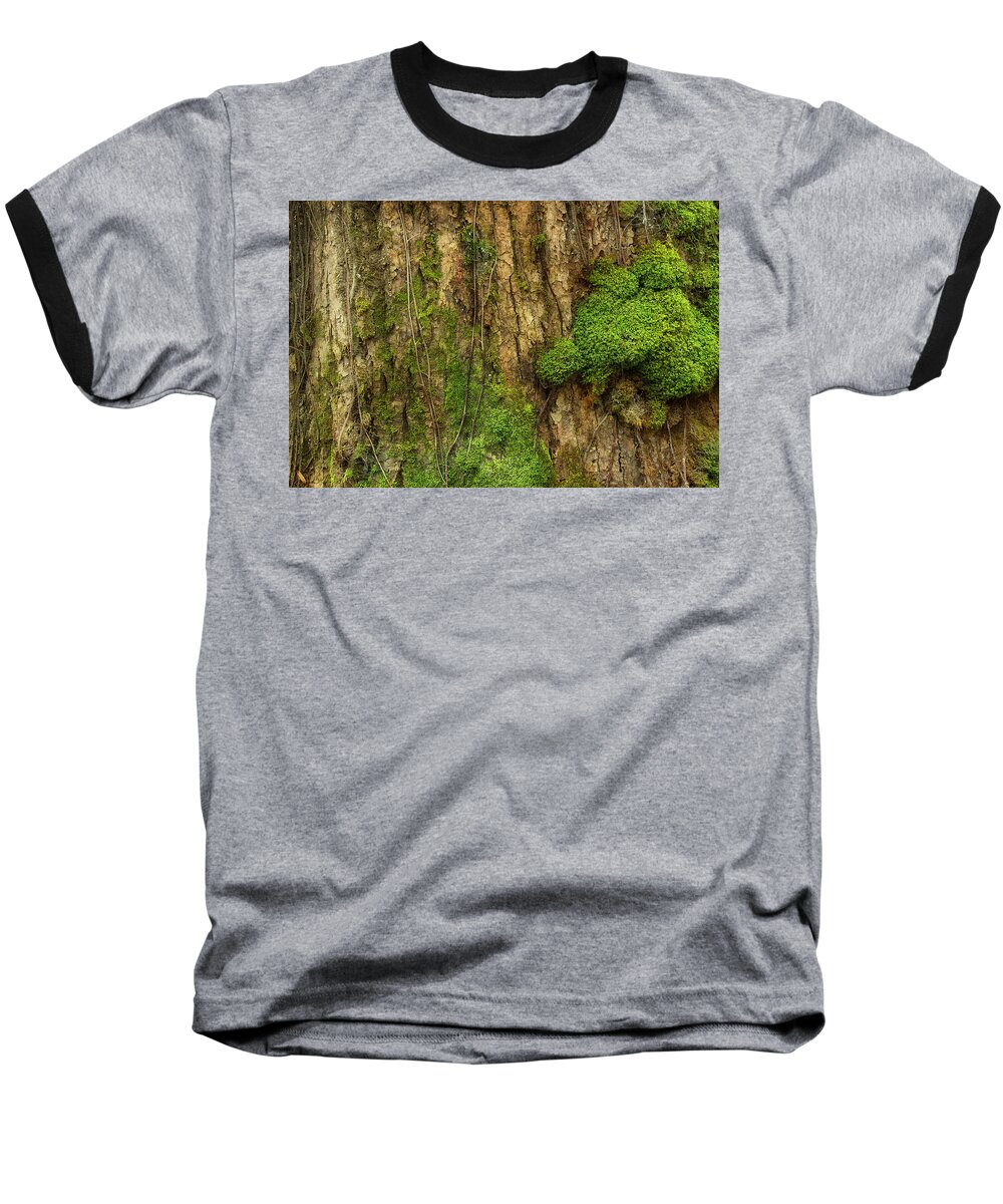 Tree Baseball T-Shirt featuring the photograph North Side Of The Tree by Mike Eingle
