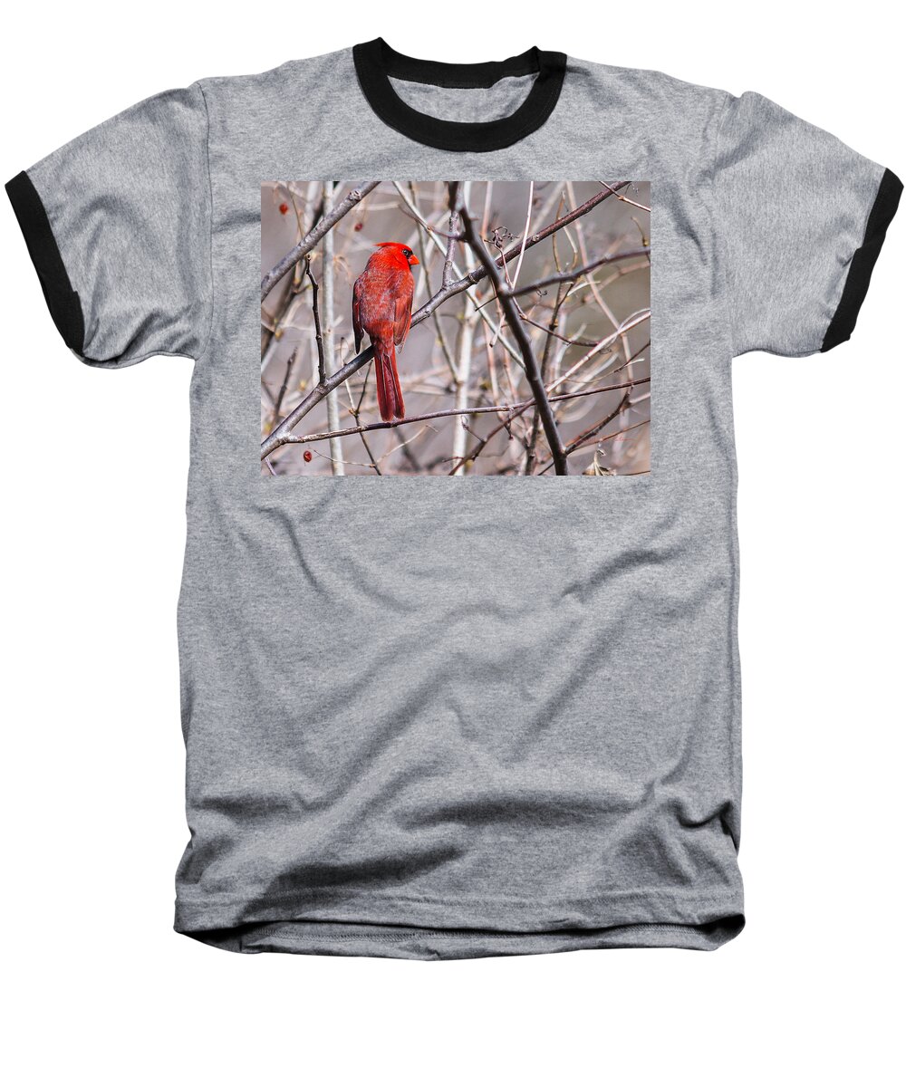 Heron Heaven Baseball T-Shirt featuring the photograph Northern Cardinal In The Sun by Ed Peterson