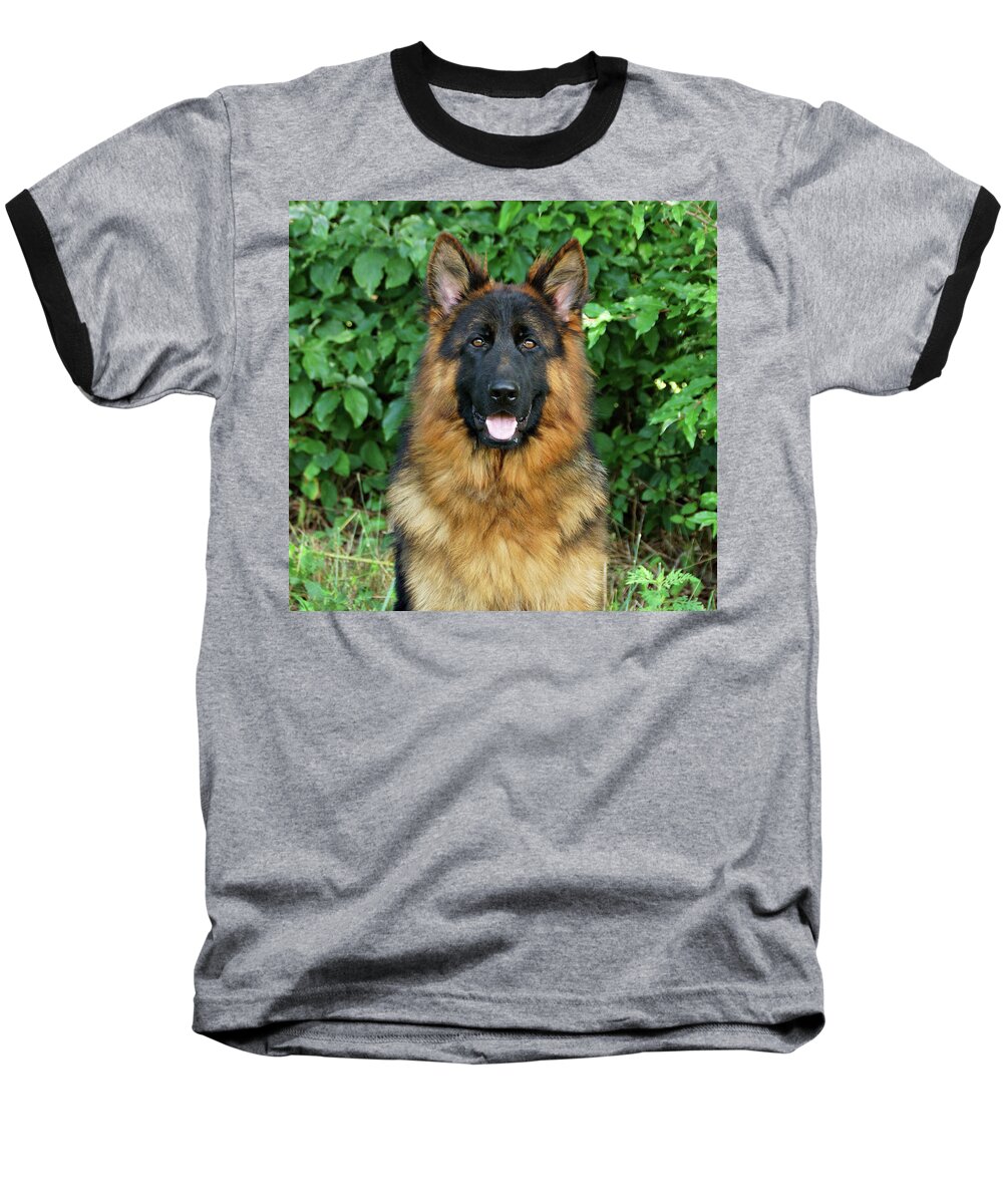 German Shepherd Baseball T-Shirt featuring the photograph Oden by Sandy Keeton