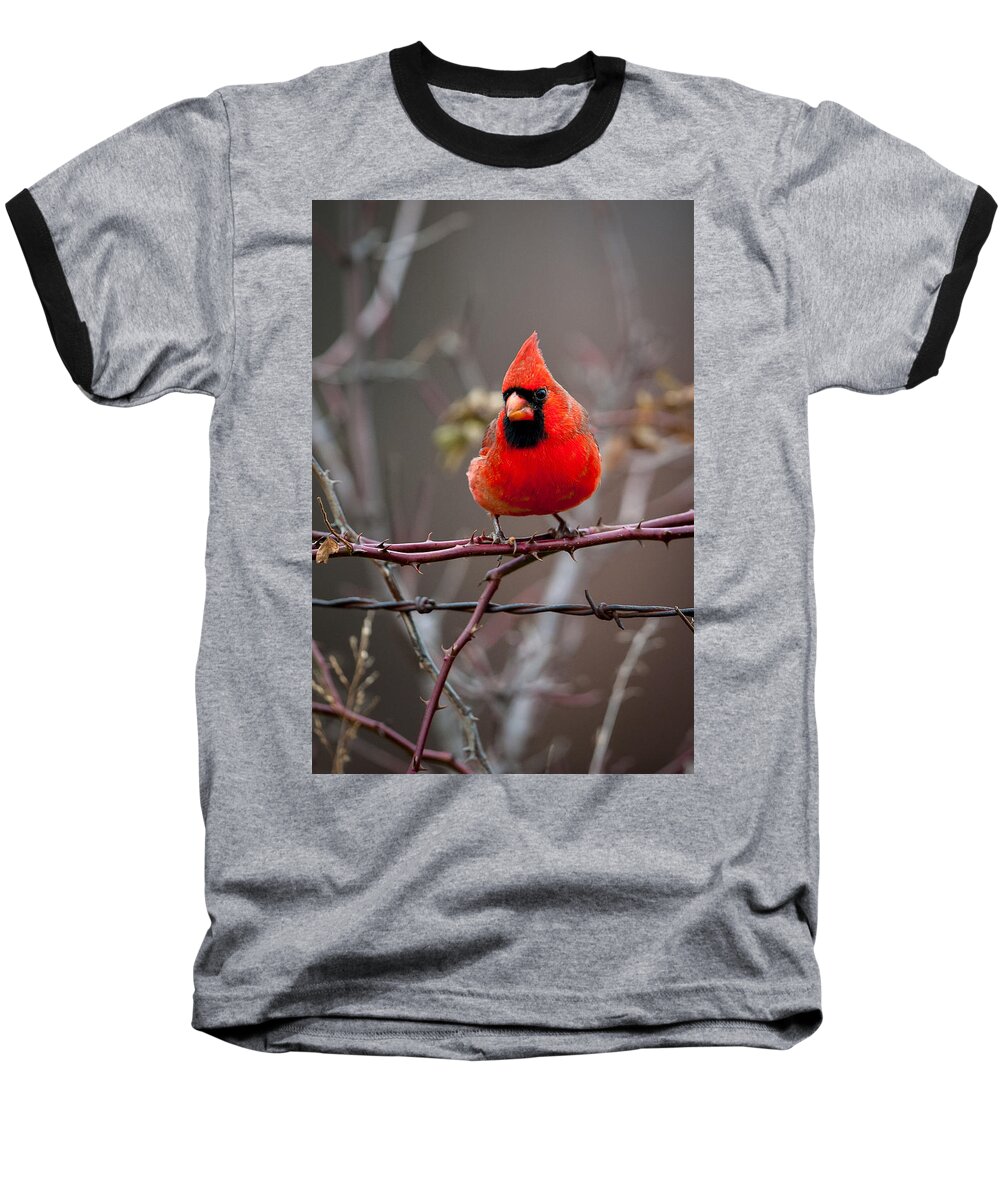 Bird Baseball T-Shirt featuring the photograph Of Barbs and Thorns by Jeff Phillippi