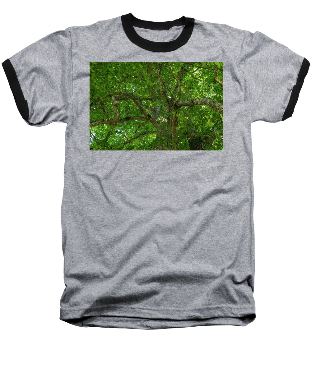Linden Tree Baseball T-Shirt featuring the photograph Old linden tree. by Ulrich Burkhalter
