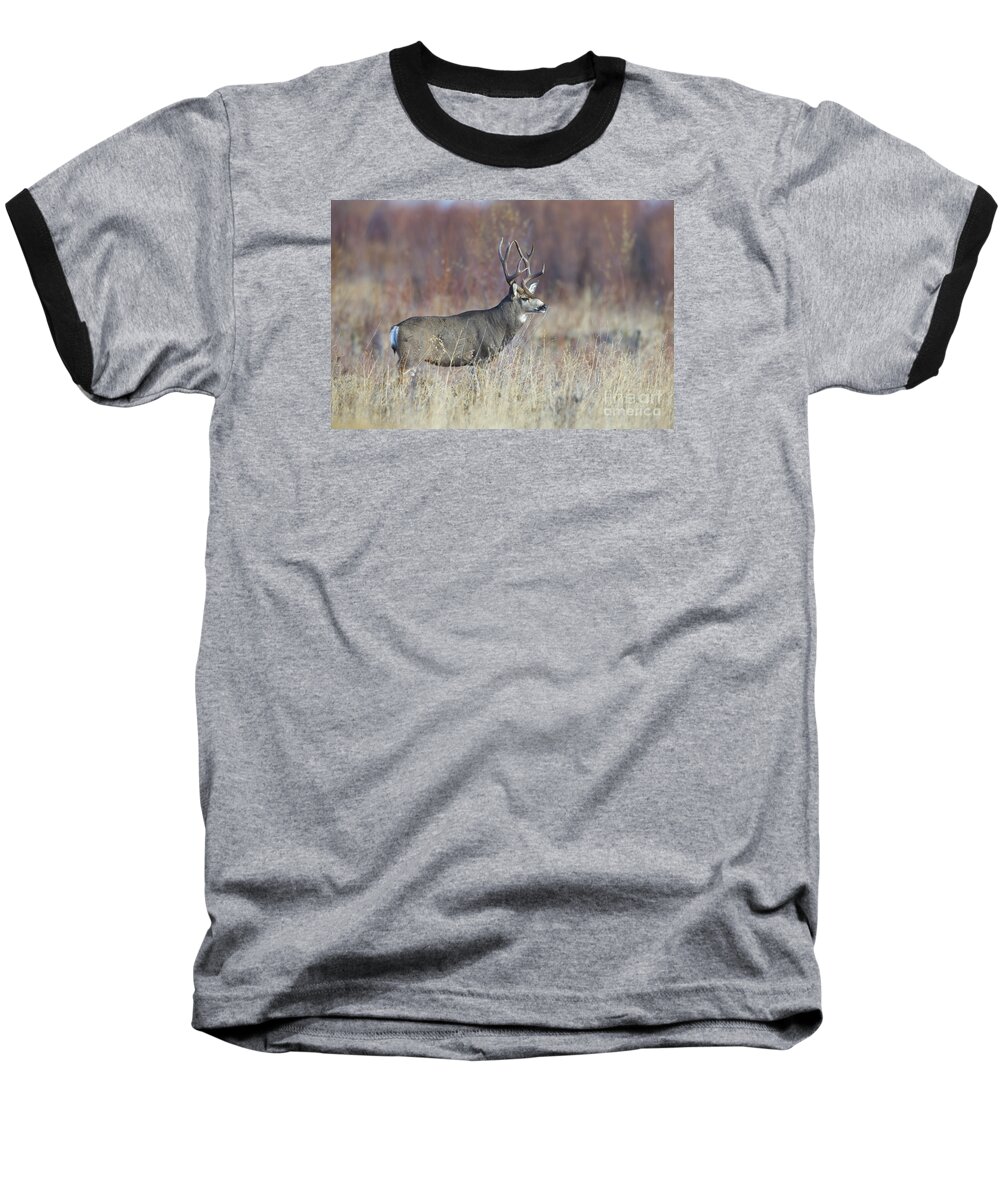 Buck Baseball T-Shirt featuring the photograph On the River Bank by Douglas Kikendall
