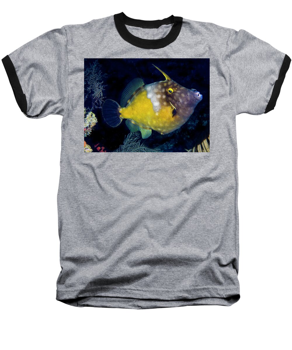 Jean Noren Baseball T-Shirt featuring the photograph Orange Filefish by Jean Noren
