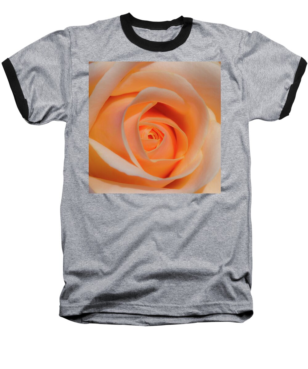 Rose Baseball T-Shirt featuring the photograph Orange Rose by David Freuthal