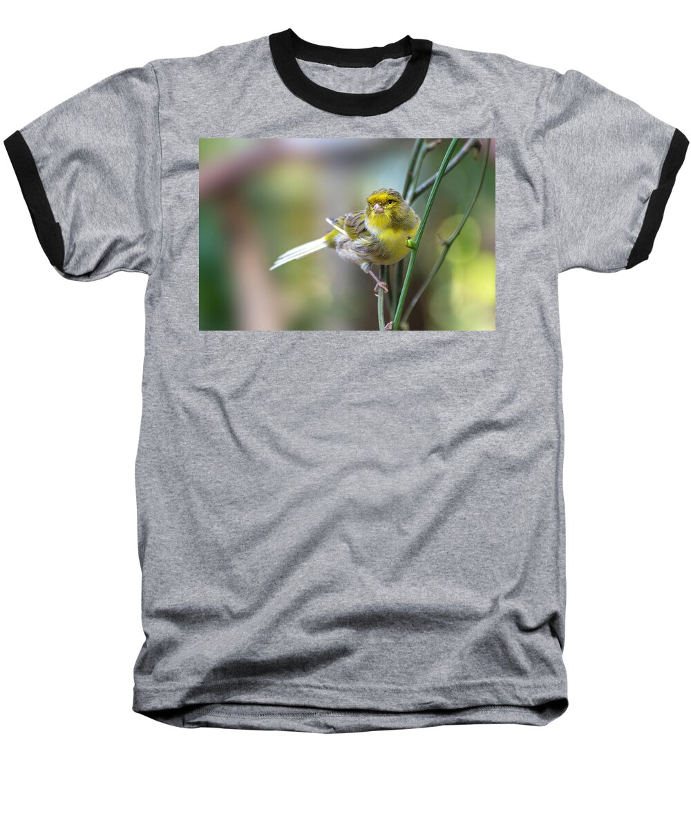 Orchard Oriole Baseball T-Shirt featuring the photograph Orchard Oriole by John Poon