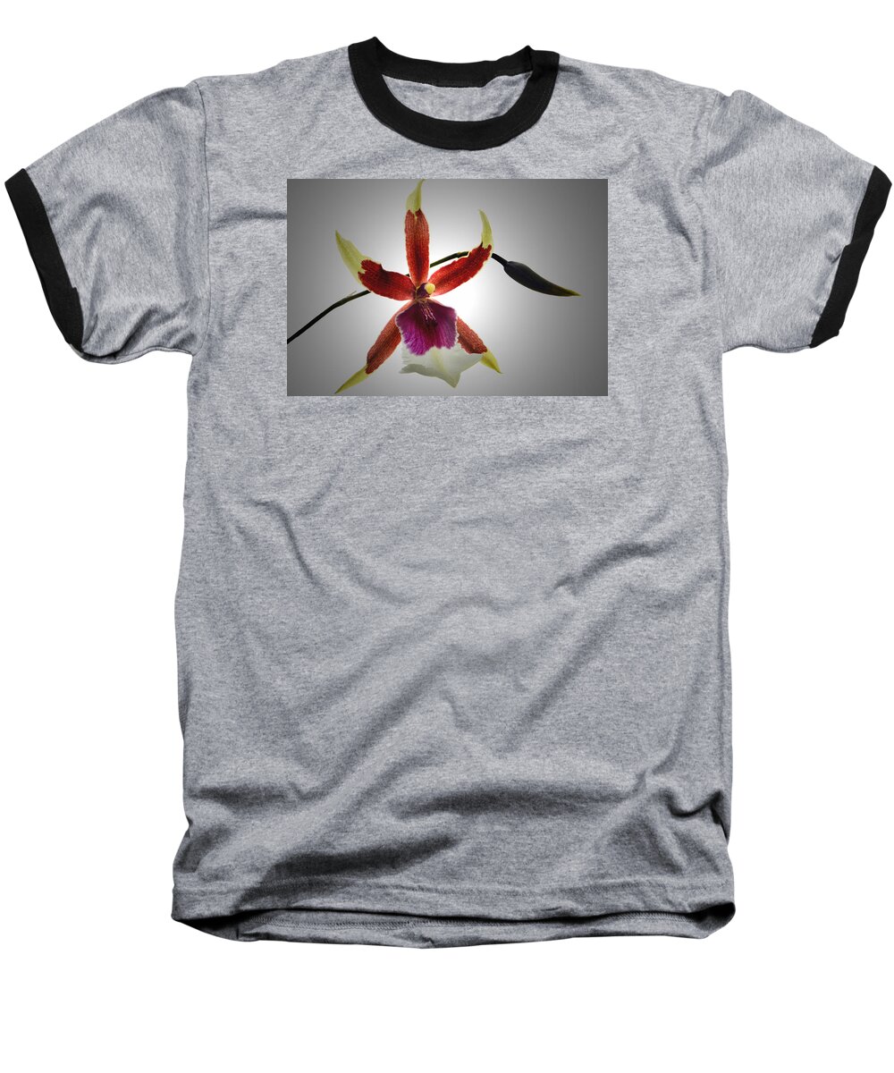 Orchid Baseball T-Shirt featuring the photograph Orchid Cambria. by Terence Davis