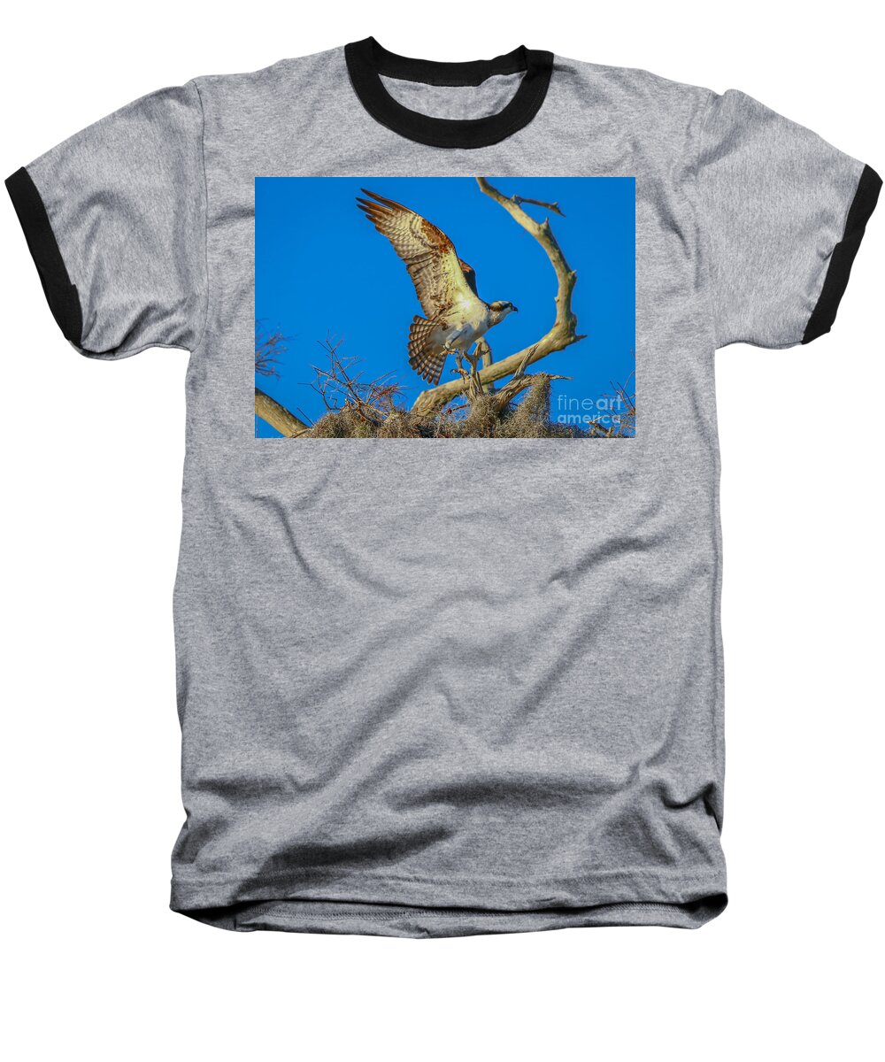 Osprey Baseball T-Shirt featuring the photograph Osprey Landing on Branch by Tom Claud