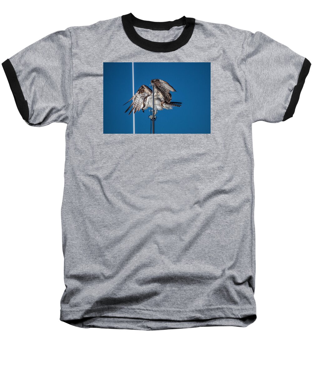 Osprey Baseball T-Shirt featuring the photograph Osprey on the Boat Rod by Dorothy Cunningham