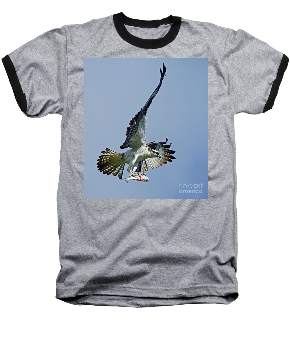 Bird Baseball T-Shirt featuring the photograph Osprey Success by Larry Nieland