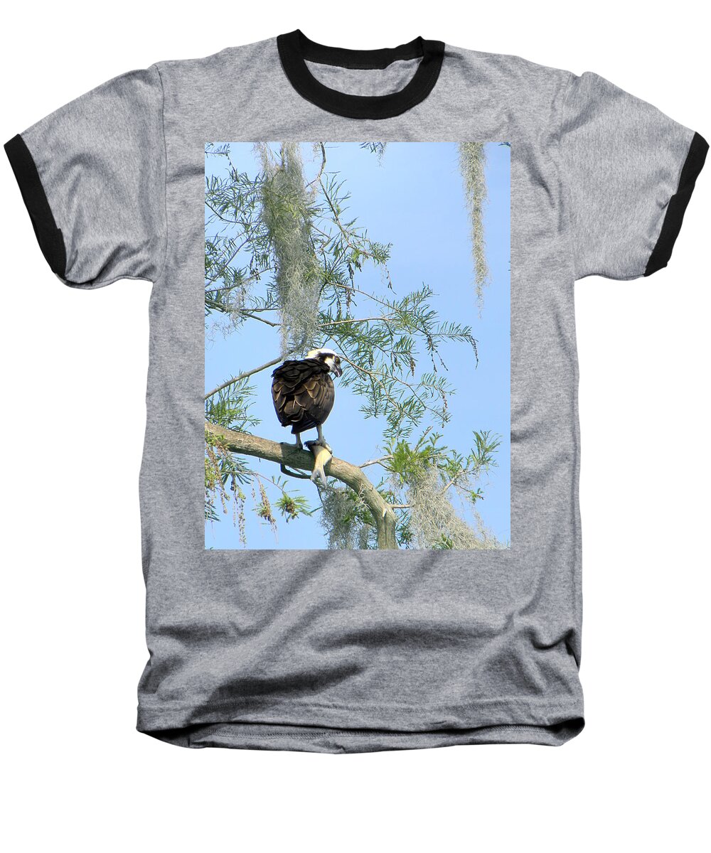 Osprey Baseball T-Shirt featuring the photograph Osprey with a fish by Christopher Mercer