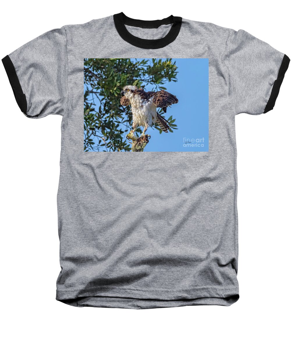 Osprey Baseball T-Shirt featuring the photograph Osprey With Meal by DB Hayes