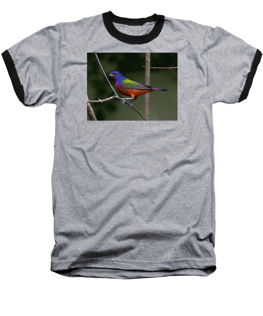 Bird Baseball T-Shirt featuring the photograph Painted Bunting by Dart Humeston