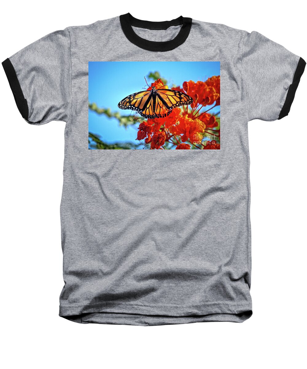 Butterfly Baseball T-Shirt featuring the photograph Painted Lady by Robert Bales
