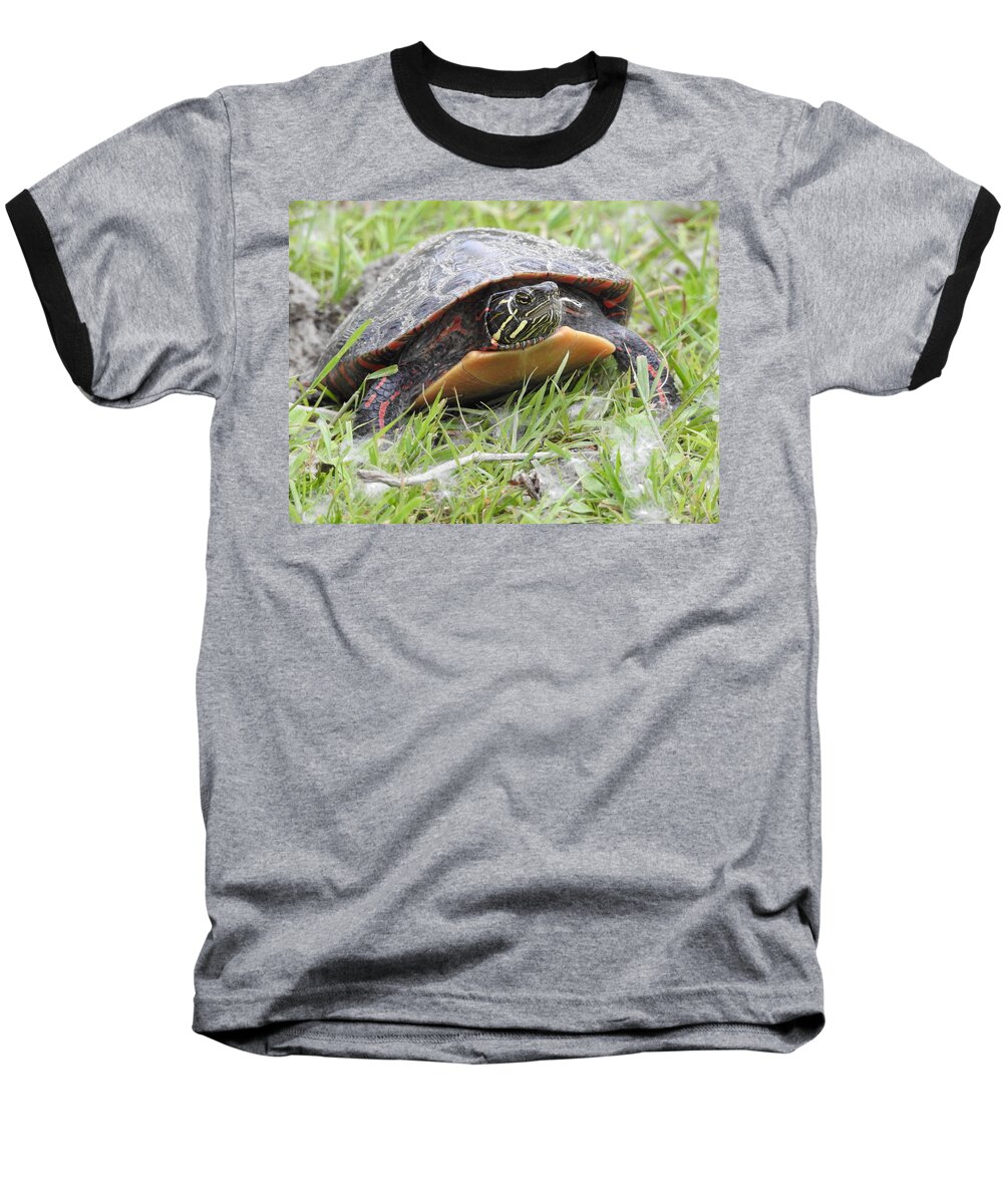 Turtle Baseball T-Shirt featuring the photograph Painted Turtle by Betty-Anne McDonald