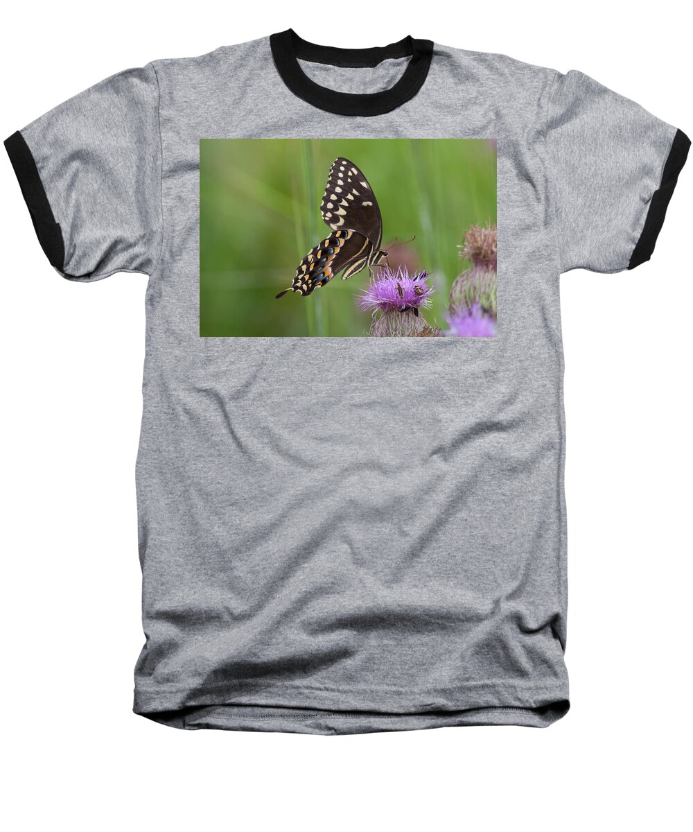 Swallowtail Baseball T-Shirt featuring the photograph Palamedes Swallowtail and Friends by Paul Rebmann