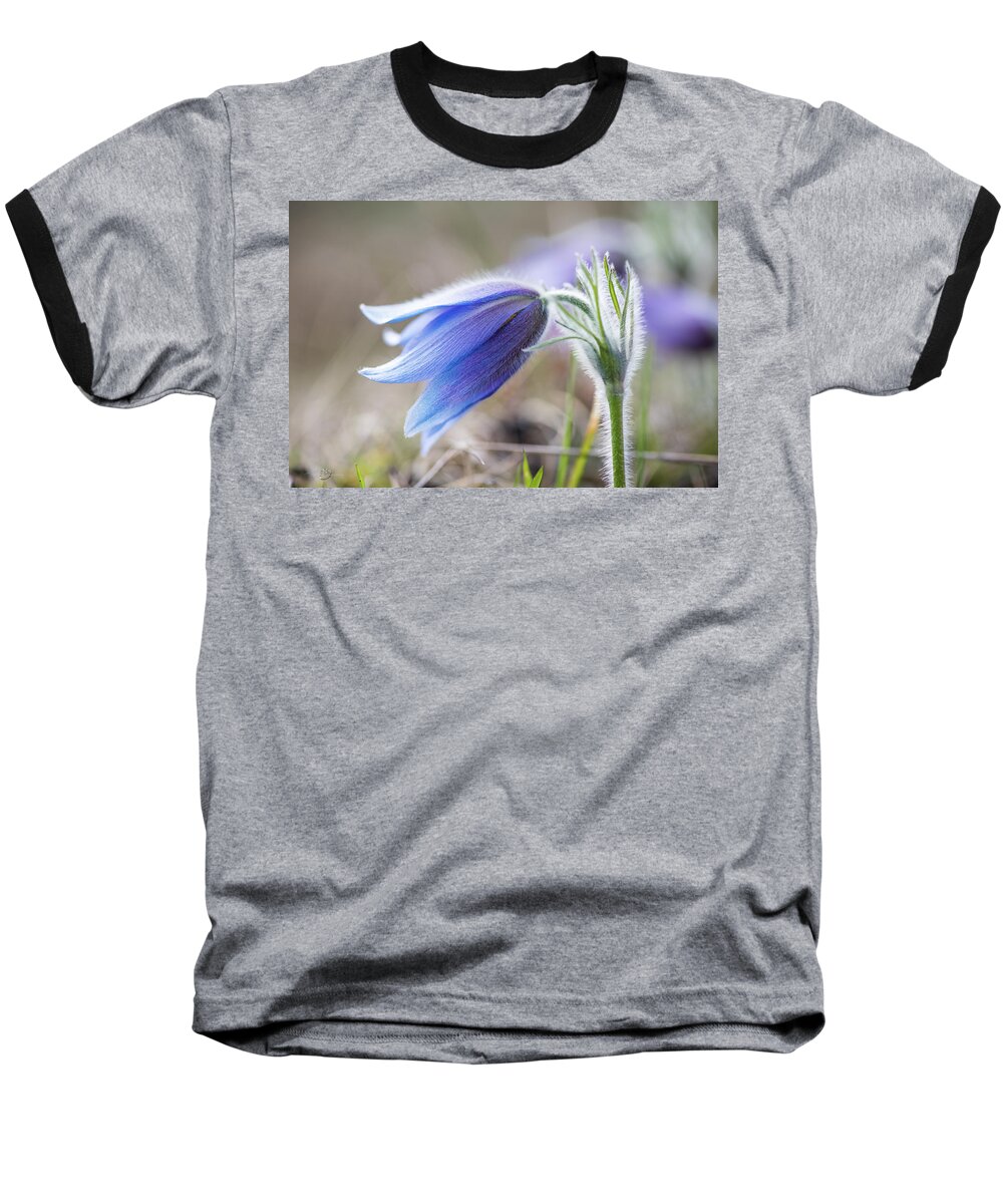 Anemone Pulsatilla Baseball T-Shirt featuring the photograph Pasque Flower's silver grey hair by Torbjorn Swenelius
