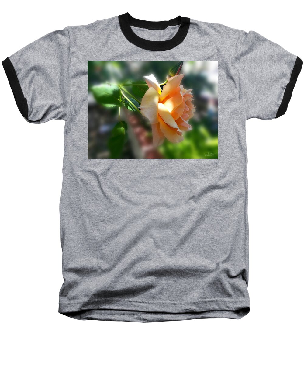 Peach Baseball T-Shirt featuring the photograph Peach Colored Rose by Diana Haronis