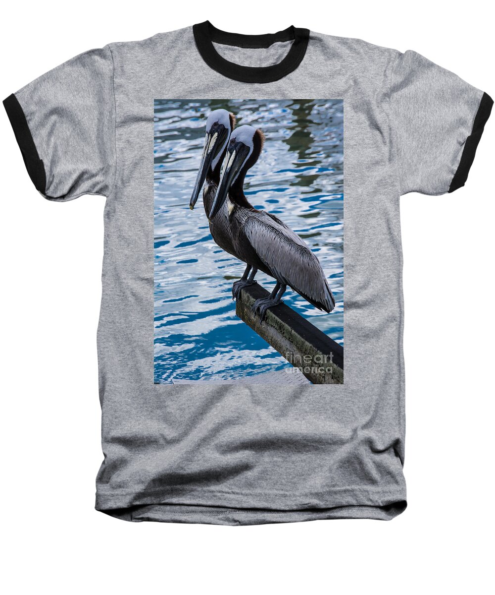 Pelicans Baseball T-Shirt featuring the photograph Pelicans by John Greco